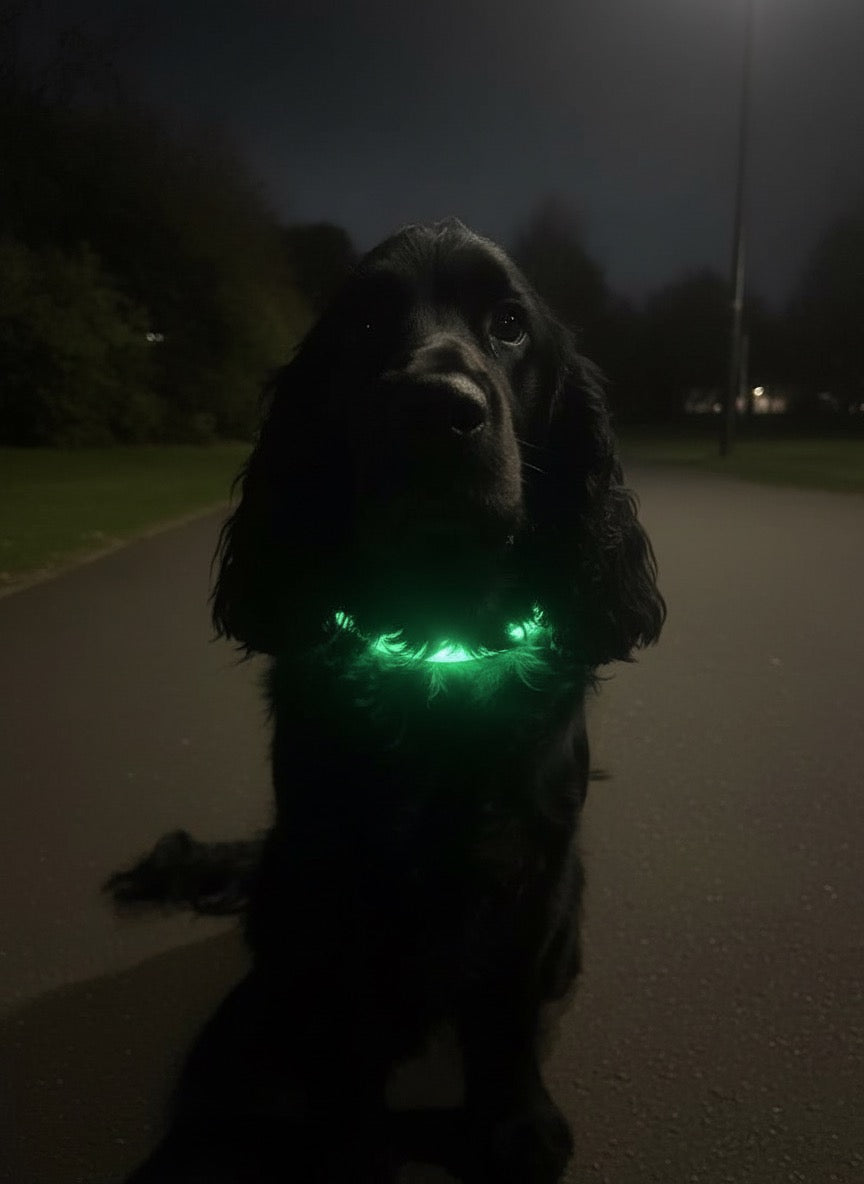 Glow Guard Halo Collar USB Rechargeable LED Light